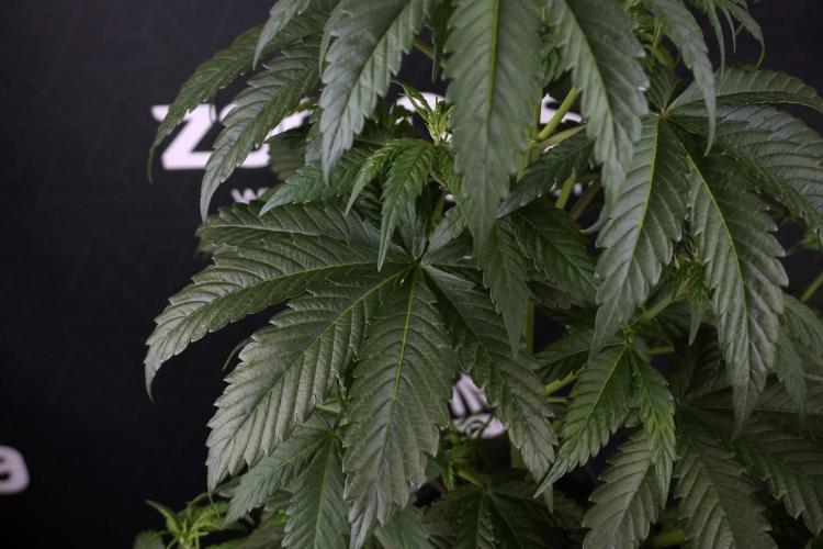 LSD Zamnesia Trippping. Week 7 - LSD before defoliation 