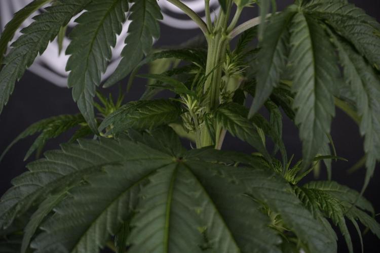 LSD Zamnesia Trippping. Week 7 - LSD before defoliation 