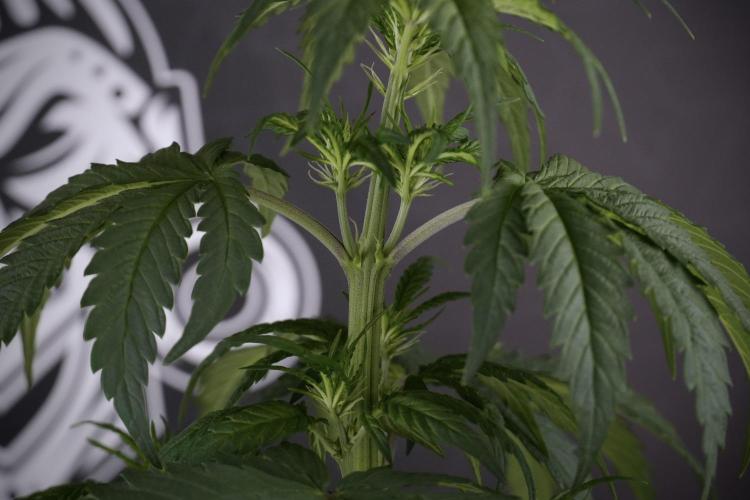 LSD Zamnesia Trippping. Week 7 - LSD before defoliation 