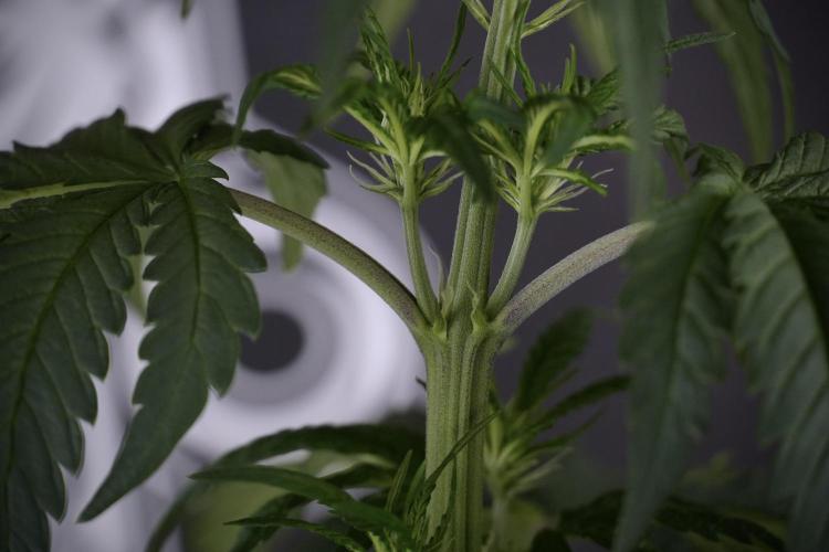 LSD Zamnesia Trippping. Week 7 - LSD before defoliation 