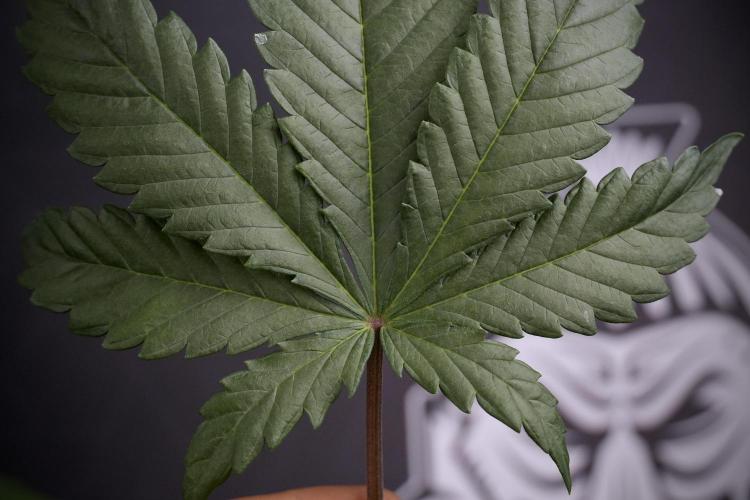 LSD Zamnesia Trippping. Week 7 - Leafs 