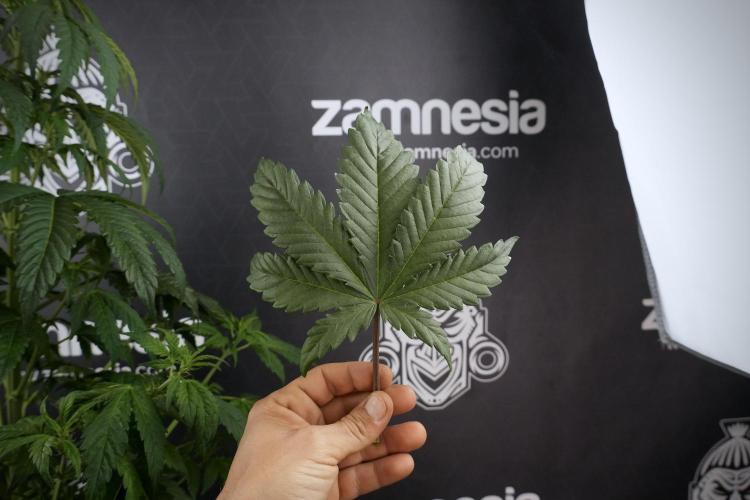 LSD Zamnesia Trippping. Week 7 - Leafs 