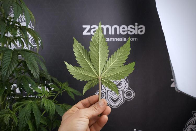 LSD Zamnesia Trippping. Week 7 - Leafs 