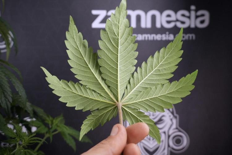 LSD Zamnesia Trippping. Week 7 - Leafs 