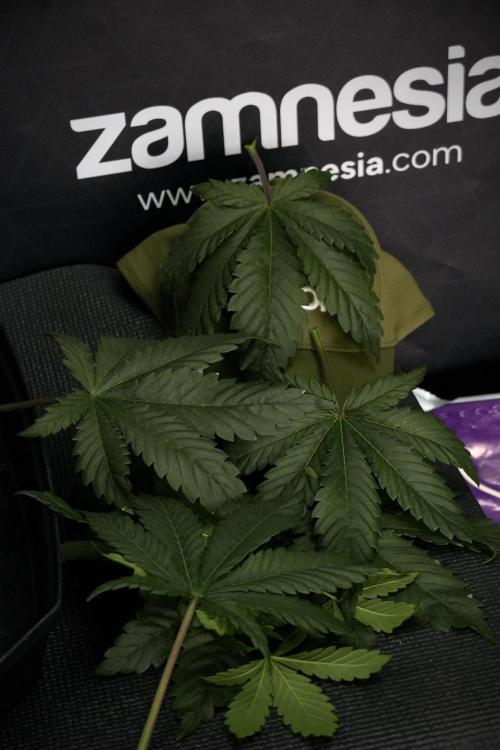 LSD Zamnesia Trippping. Week 7 - Leafs 