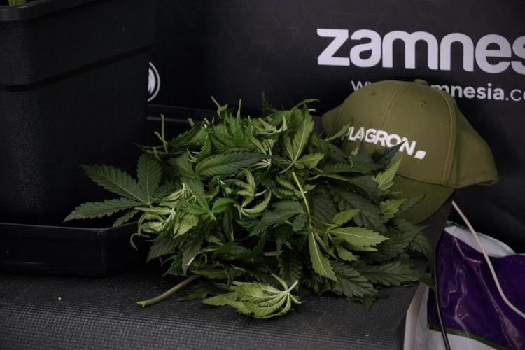 LSD Zamnesia Trippping. Week 7 - Leafs