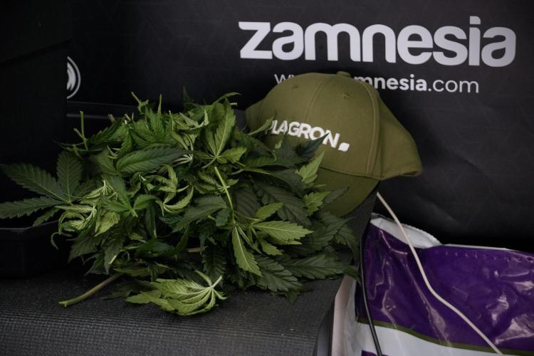 LSD Zamnesia Trippping. Week 7 - Leafs