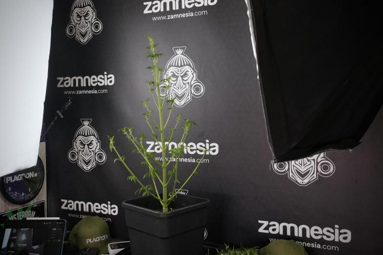 LSD Zamnesia Trippping. Week 7 - LSD after defoliation 