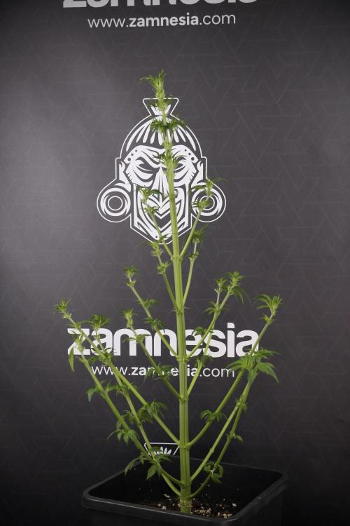 LSD Zamnesia Trippping. Week 7 - LSD after defoliation 