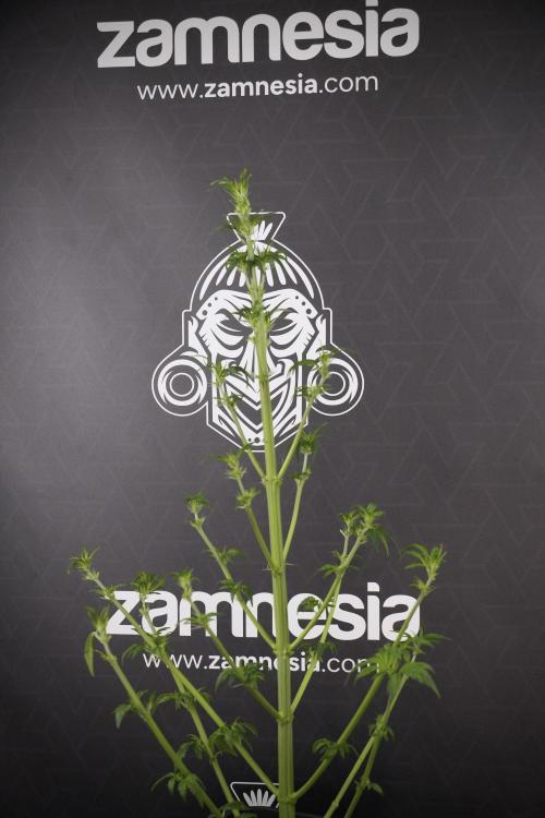 LSD Zamnesia Trippping. Week 7 - LSD after defoliation 