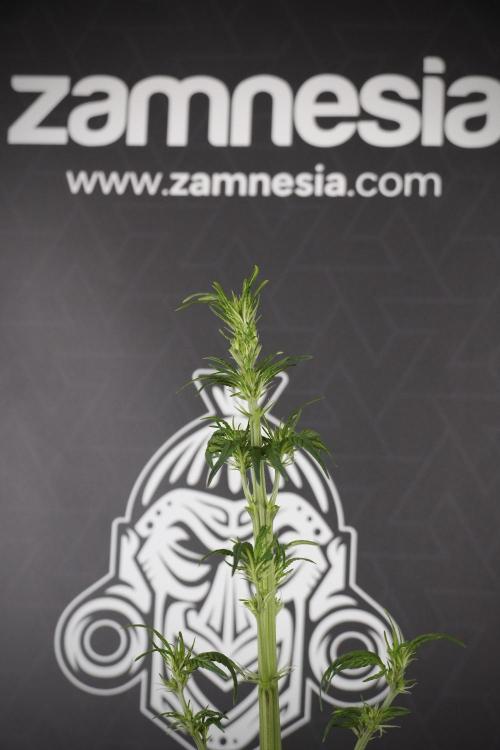 LSD Zamnesia Trippping. Week 7 - LSD after defoliation 