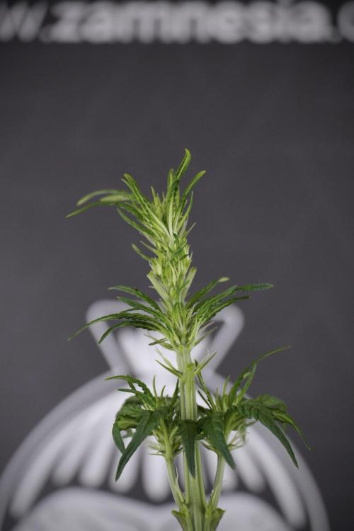 LSD Zamnesia Trippping. Week 7 - LSD after defoliation 