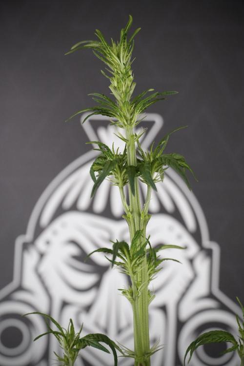 LSD Zamnesia Trippping. Week 7 - LSD after defoliation 