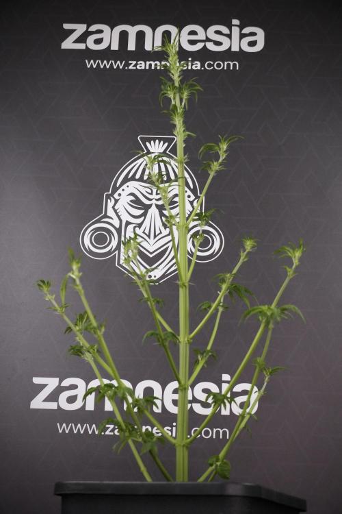 LSD Zamnesia Trippping. Week 7 - LSD after defoliation 