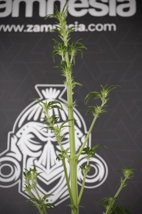 LSD Zamnesia Trippping. Week 7 - LSD after defoliation 