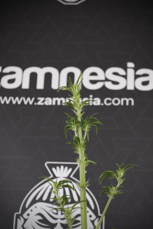 LSD Zamnesia Trippping. Week 7 - LSD after defoliation 