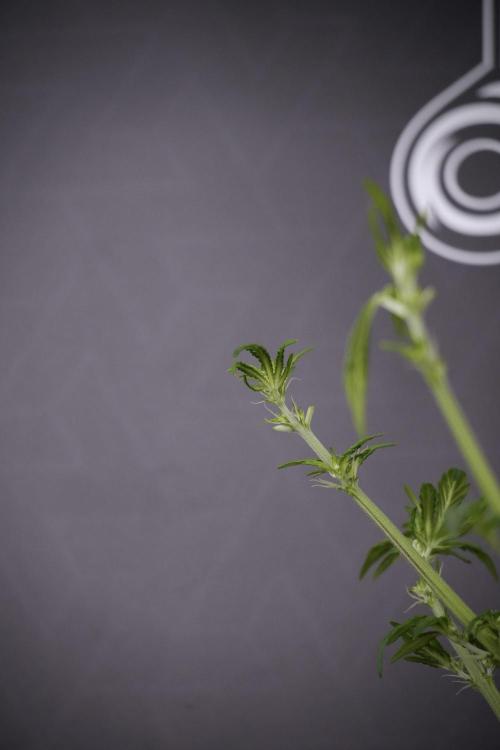 LSD Zamnesia Trippping. Week 7 - LSD after defoliation 