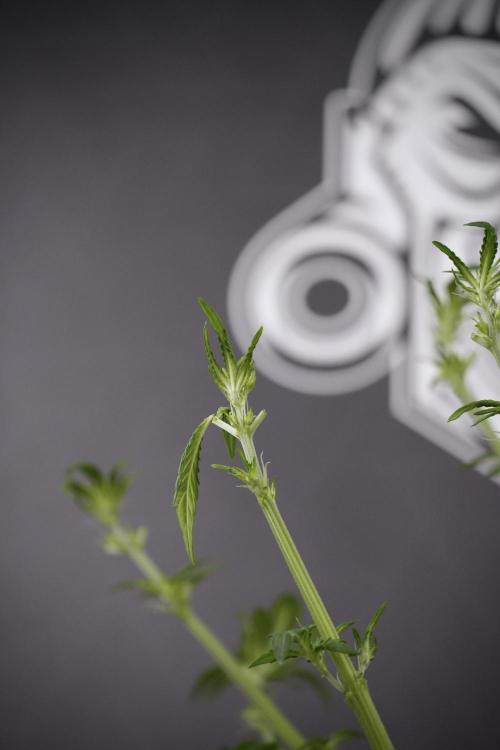 LSD Zamnesia Trippping. Week 7 - LSD after defoliation 