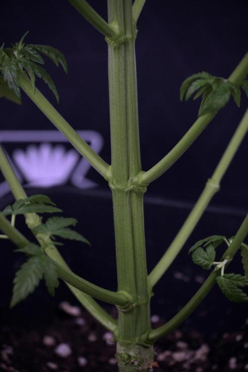 LSD Zamnesia Trippping. Week 7 - LSD after defoliation 