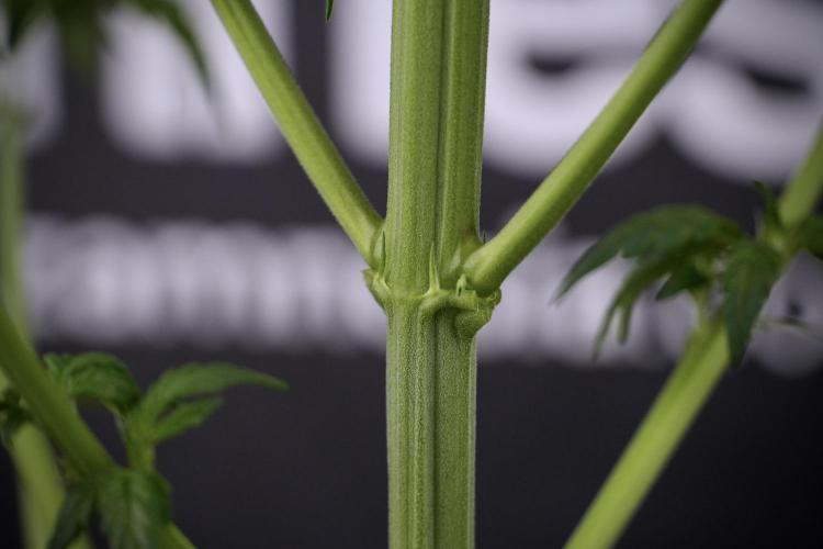 LSD Zamnesia Trippping. Week 7 - LSD after defoliation 