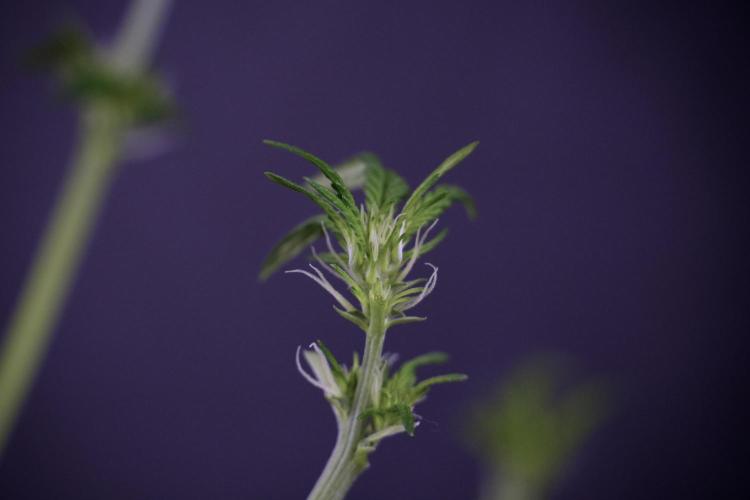 LSD Zamnesia Trippping. Week 7 - LSD after defoliation 