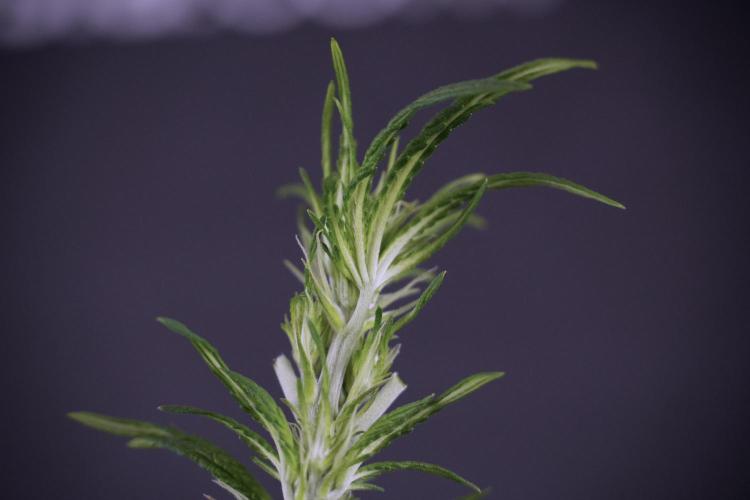 LSD Zamnesia Trippping. Week 7 - LSD after defoliation 