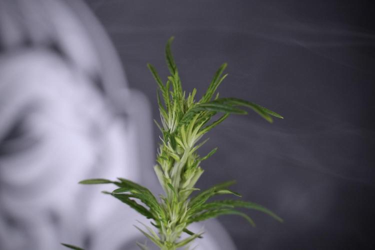 LSD Zamnesia Trippping. Week 7 - LSD after defoliation 