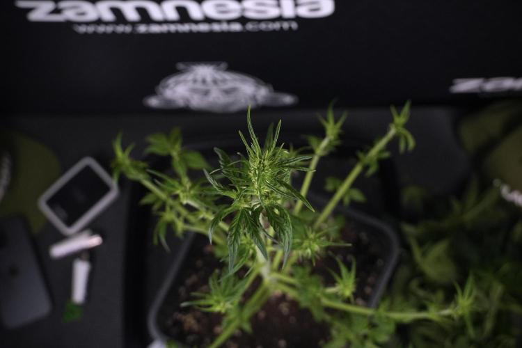 LSD Zamnesia Trippping. Week 7 - LSD after defoliation 