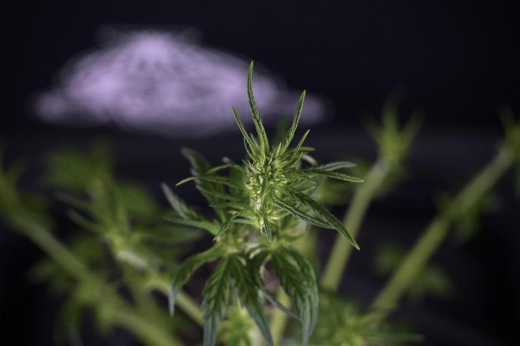 LSD Zamnesia Trippping. Week 7 - LSD after defoliation 