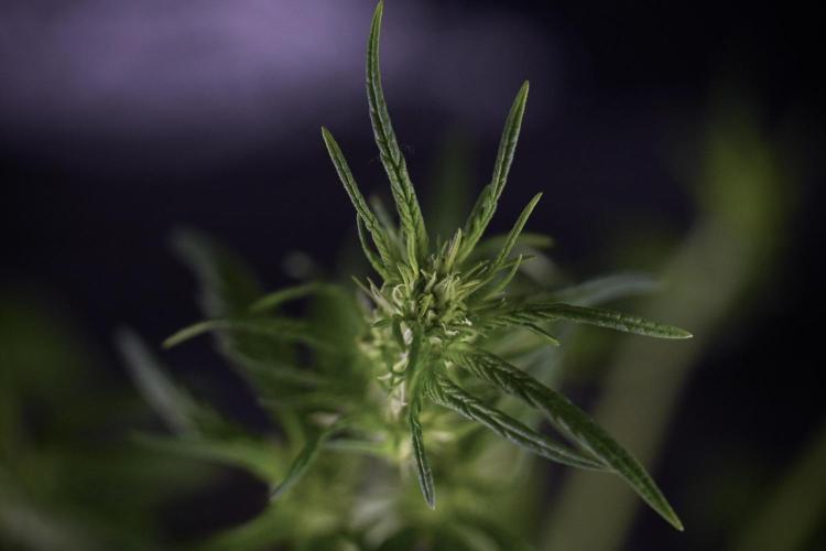 LSD Zamnesia Trippping. Week 7 - LSD after defoliation 