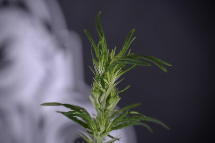 LSD Zamnesia Trippping. Week 7 - LSD after defoliation 