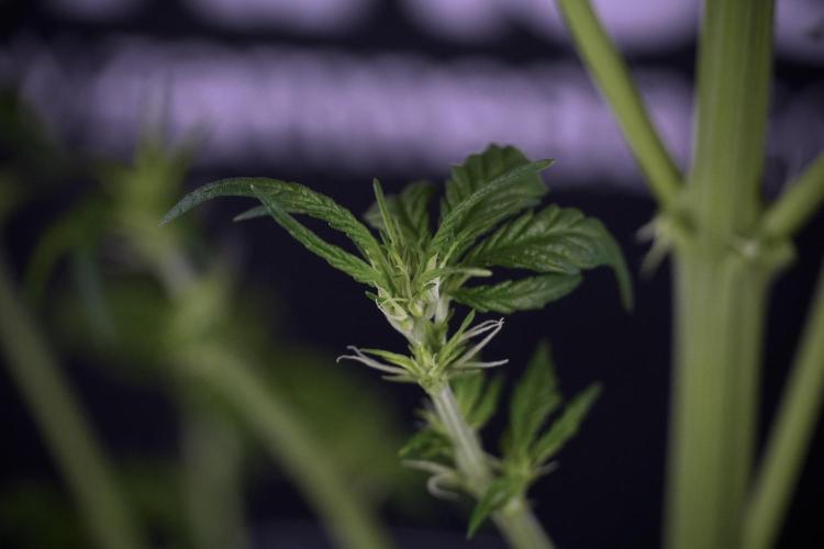 LSD Zamnesia Trippping. Week 7 - LSD after defoliation 