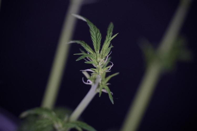 LSD Zamnesia Trippping. Week 7 - LSD after defoliation 