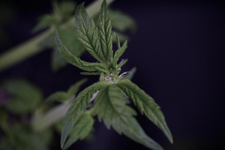 LSD Zamnesia Trippping. Week 7 - LSD after defoliation 