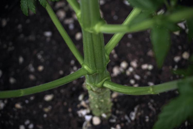 LSD Zamnesia Trippping. Week 7 - LSD after defoliation 