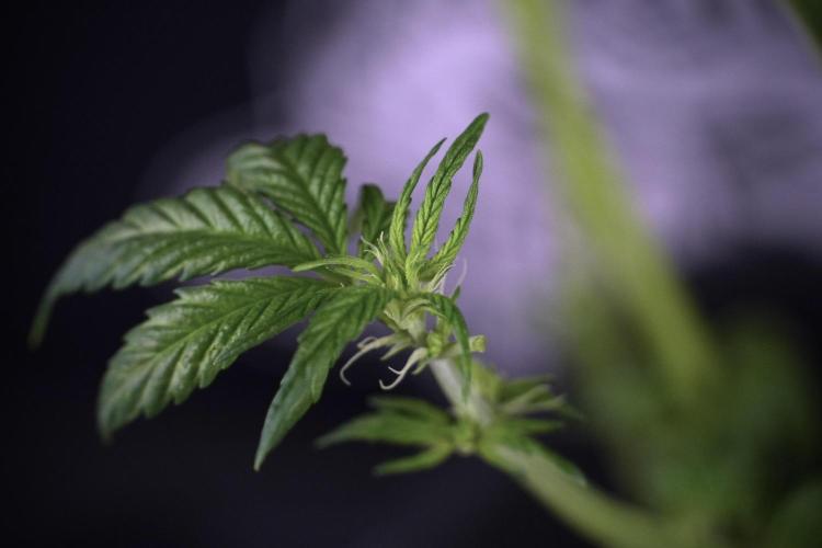 LSD Zamnesia Trippping. Week 7 - LSD after defoliation 