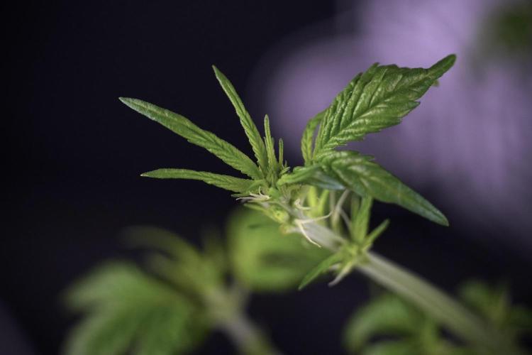 LSD Zamnesia Trippping. Week 7 - LSD after defoliation 