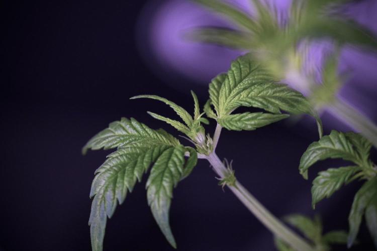 LSD Zamnesia Trippping. Week 7 - LSD after defoliation 