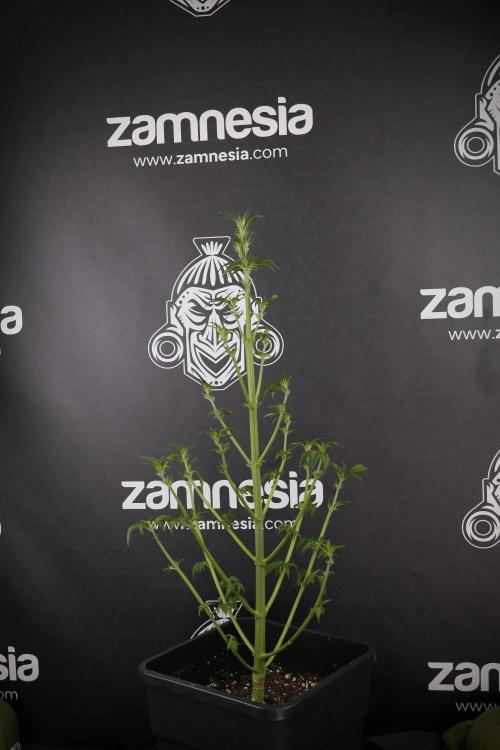 LSD Zamnesia Trippping. Week 7 - LSD after defoliation 