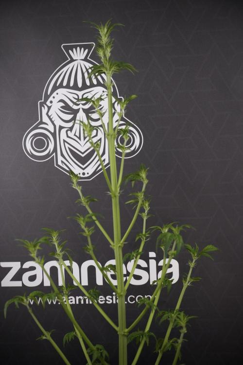 LSD Zamnesia Trippping. Week 7 - LSD after defoliation 