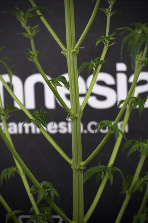 LSD Zamnesia Trippping. Week 7 - LSD after defoliation 