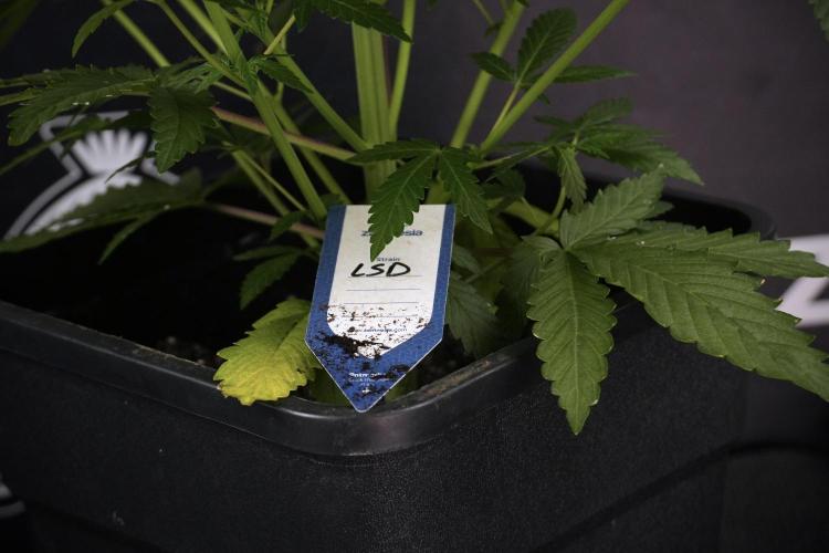 LSD Zamnesia Trippping. Week 7 - LSD after defoliation 