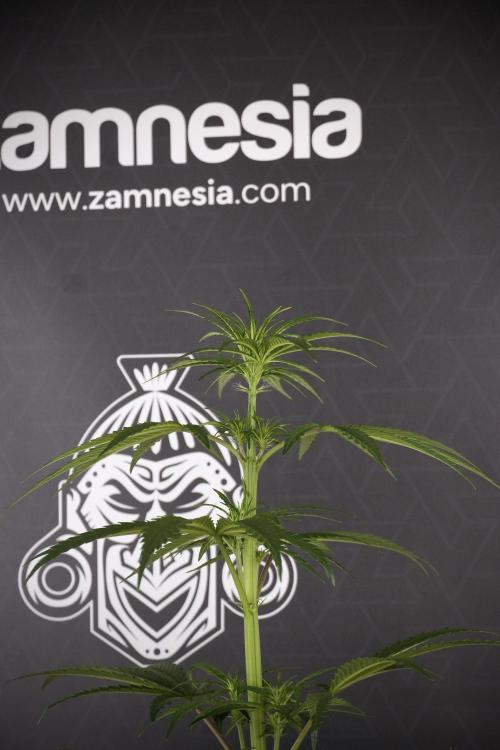 LSD Zamnesia Trippping. Week 7 - LSD  defoliation Day  