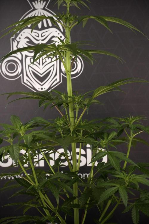 LSD Zamnesia Trippping. Week 7 - LSD  defoliation Day  