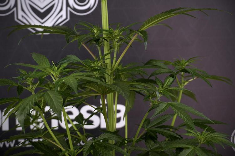 LSD Zamnesia Trippping. Week 7 - LSD  defoliation Day  