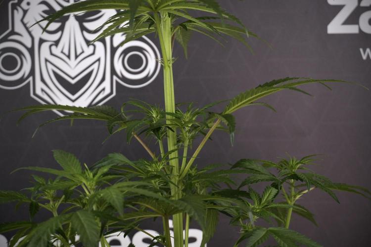 LSD Zamnesia Trippping. Week 7 - LSD  defoliation Day  