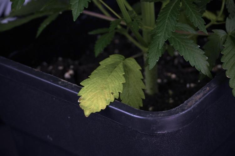 LSD Zamnesia Trippping. Week 7 - LSD  defoliation Day  