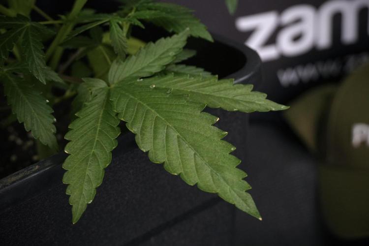 LSD Zamnesia Trippping. Week 7 - LSD  defoliation Day  