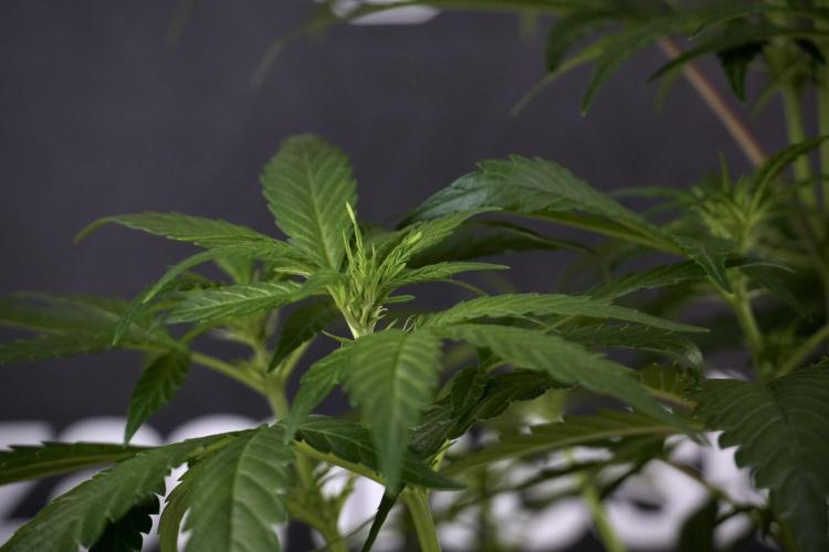 LSD Zamnesia Trippping. Week 7 - LSD  defoliation Day  