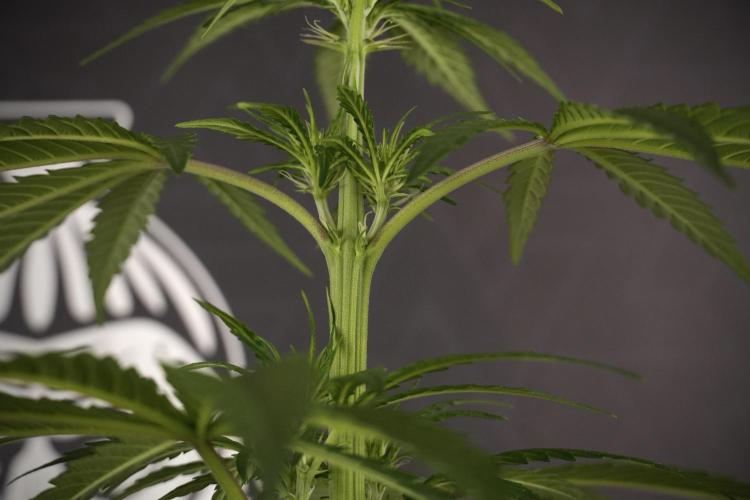 LSD Zamnesia Trippping. Week 7 - LSD  defoliation Day  